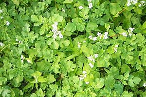 Gründüngungsbestand mit weissen Blüten, bestehend aus Buchweizen, Rettich und anderen Pflanzen.