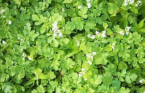 Gründüngungsbestand mit weissen Blüten, bestehend aus Buchweizen, Rettich und anderen Pflanzen.