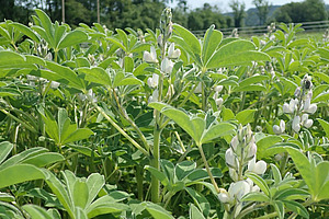 Feld mit zahlreichen weissen Lupinenblüten, die dicht nebeneinander wachsen