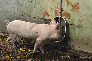Ein junges Schwein steht auf Stroh und trinkt aus einer runden Beckentränke, die an einer Stallwand befestigt ist.