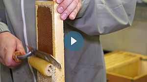 Imker schabt den Wachs von einer Bienenwabe weg