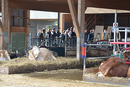 Kühe am liegen in einem Offenfrontstall, hinten im Tenn eine Gruppe von Besuchenden.