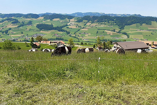 Gallowaytiere im hohen Gras, sowie im Vordergrund eine kürzlich verlassene Weide.