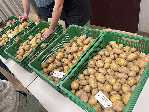 Grüne Kistchen mit verschiedenen Sorten Kartoffeln.
