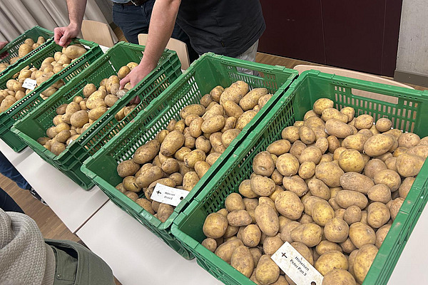 Grüne Kistchen mit verschiedenen Sorten Kartoffeln.