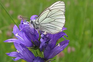 Baumweissling auf lila Blüten