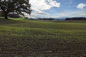 Feld mit Triticale