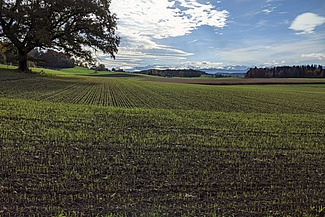 Feld mit Triticale