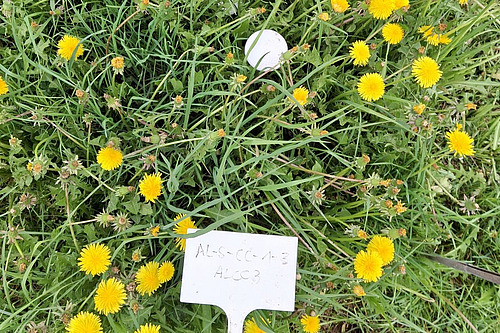 Auf einem Wiesenausschnitt wächst viel blühender Löwenzahn, ein Schild beschreibt den Probeort. 