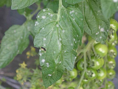 Mit echtem Mehltau befallene Tomatenblätter