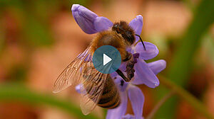 Biene auf einer violetten Blüte