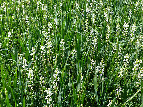 weiss blühendes Lupinenfeld