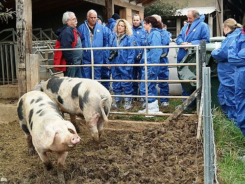 zwei Bunte Bentheimer mit den typischen schwarzen Flecken vor BesucherInnen in blauen Schutzanzügen
Schwäbisch-Hällische Schweine (schwarz mit breitem weissen Gurt) auf der Weide