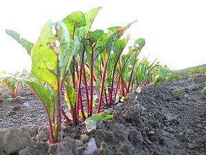 Reihe von jungen Randenpflänzchen im Feld in Grossaufnahme