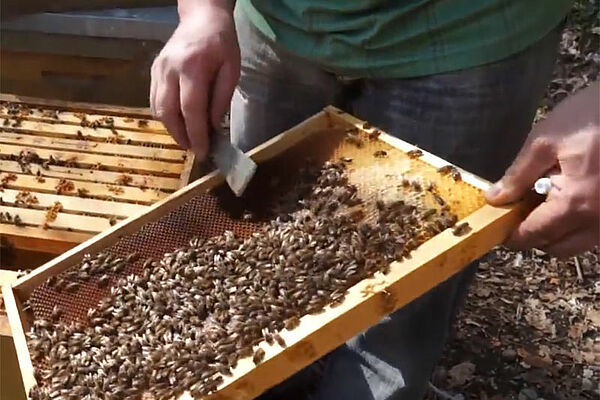 Wabe mit Bienen drauf