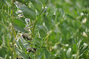 Blatt und Blüten der Ackerbohne.