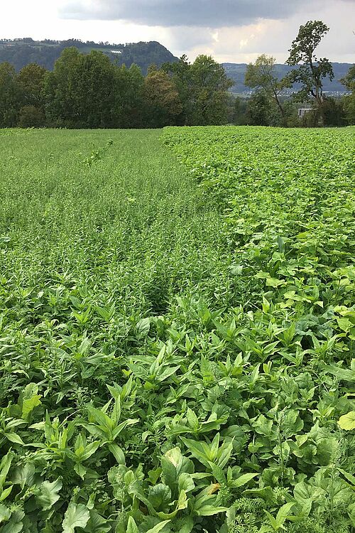 zwei verschiedene Gründüngungen auf dem Feld