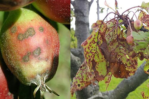 Sichtbare Schäden an Frucht und Blättern