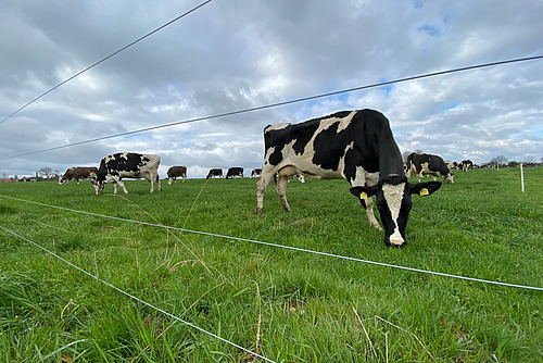Einige Kühe am Grasen auf einer Weide hinter einem Zaun.  