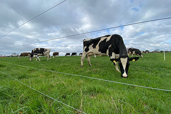 Einige Kühe am Grasen auf einer Weide hinter einem Zaun.  