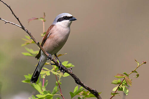 graurötlicher Vogel auf Zweig