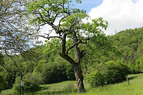 Ein alter Baum auf einer Wiese, in Hintergrund Wald