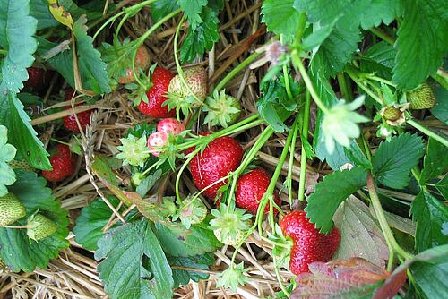 reife Erdbeeren an Staude