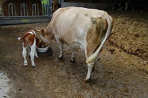 Kuh und Kalb halten ihren Kopf in ein Becken mit speziellem Futtermittel.