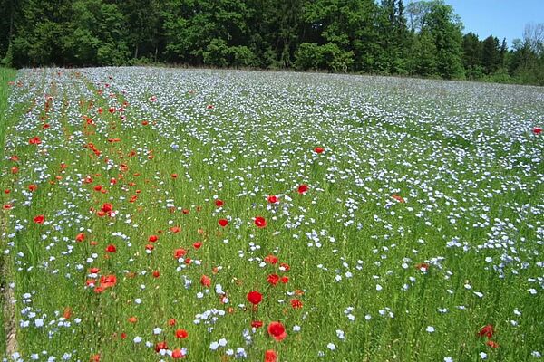 blühendes Leinfeld mit blühenden Mohnblumen