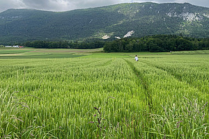 Im Vordergrund steht ein grünes Weizenfeld, im Hintergrund sind Berge zu sehen.