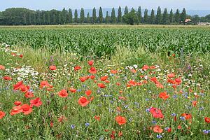 Vordergrund: Blühende Buntbrache; Hintergrund Maisfeld