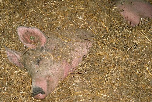 schlafendes Schwein tief im Stroh