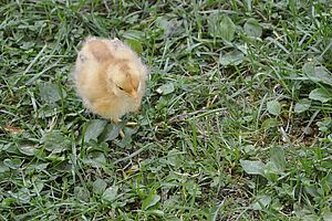 Küken auf der Wiese.