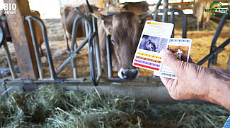 Braunviehkuh im Fressgitter, im Vordregrund Hand mit zwei Karten, etwas grösser als Jasskarten.