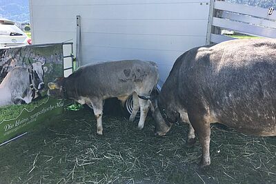 Kalb und Kuh der Rinderrasse Rätisches Grauvieh