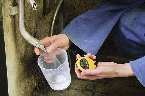Die Durchflussrate einer Schweinetränke wird mit Messbecher und Stoppuhr überprüft. Diese einfache Kontrolle zeigt, ob die Tränke genügend Wasser liefert und die Tiere effizient trinken können.