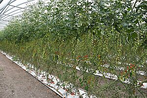 Chrry-Tomatenstauden mit reifen Früchten in Folientunnel