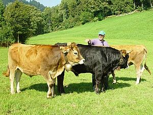 Rinder und Ochse mit Landwirt auf der Weide