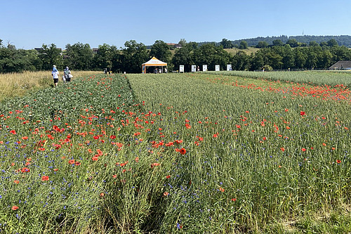 Ein Getreide-Versuchsfeld mit Mohn, im Hintergrund ein Veranstaltungszelt. 