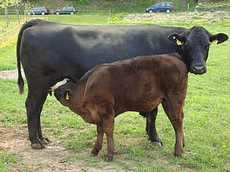 Mutterkuh mit ihrem Kalb