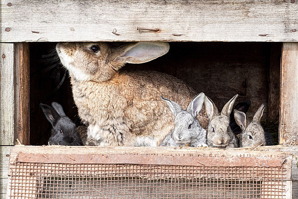 Kaninchen mit Jungtieren im Stall.