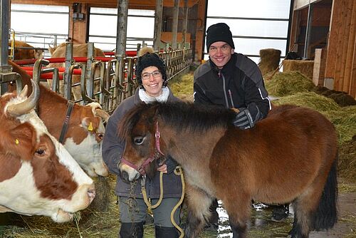 Zwei Personen in einem Stall mit Kühen und einem Pony.