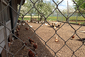 Mit Holzschnitzeln eingestreuter Auslauf vor einem Hühnerstall.