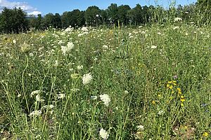 Le pré avec des fleurs differentes 