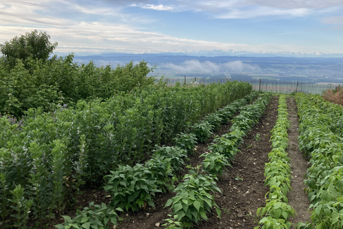 Pflanzreihen mit Bohnen und anderen Hülsenfrüchten.