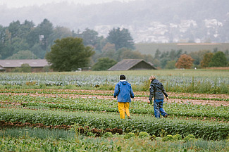 Zwei Personen auf einem Feld mit verschiedenen Gemüseanbaustreifen. 