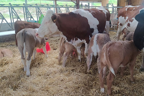 Milchkühe mit Kälbern in einem Laufstall mit eingestreutem Stroh.
