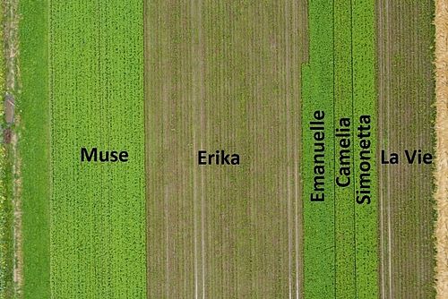 Sorten-Streifenversuch aus der Luft fotografiert