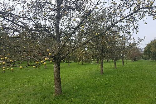 Baum mit Äpfeln, aber fast ohne Blätter