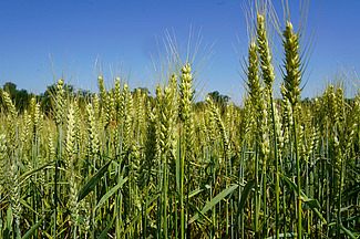 Blick auf ein Weizenfeld mit blauem Himmel.